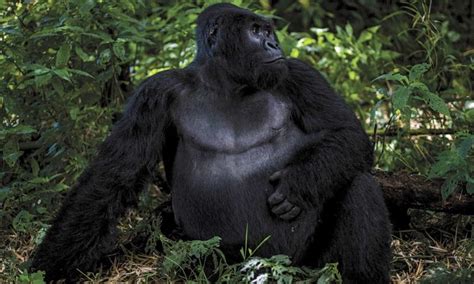 Congo gorilla trekking | Gorilla Trekking in Congo | Virunga National Park