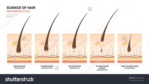 Anatomical Training Poster Hair Growth Phase Step By Step Stages Of