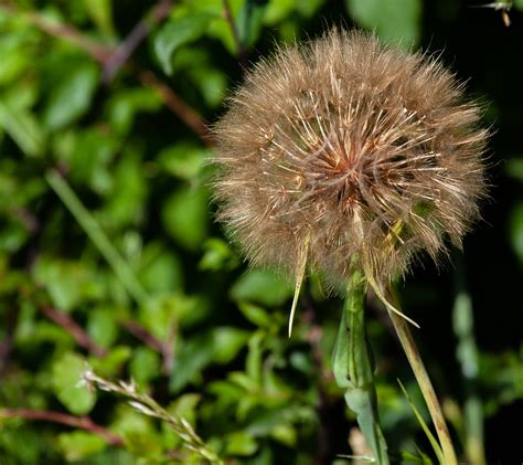 Salsify Flower Wild Free Photo On Pixabay Pixabay