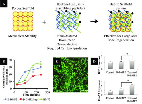 A Illustration Of Hybrid Scaffolds Composed Of A Mechanically Strong