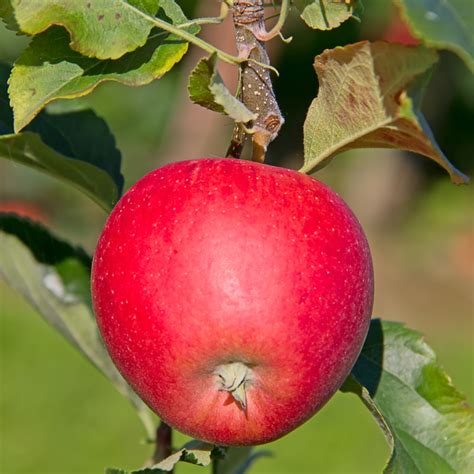 Achat fruitier à planter Pommiers Malus domestica Discovery