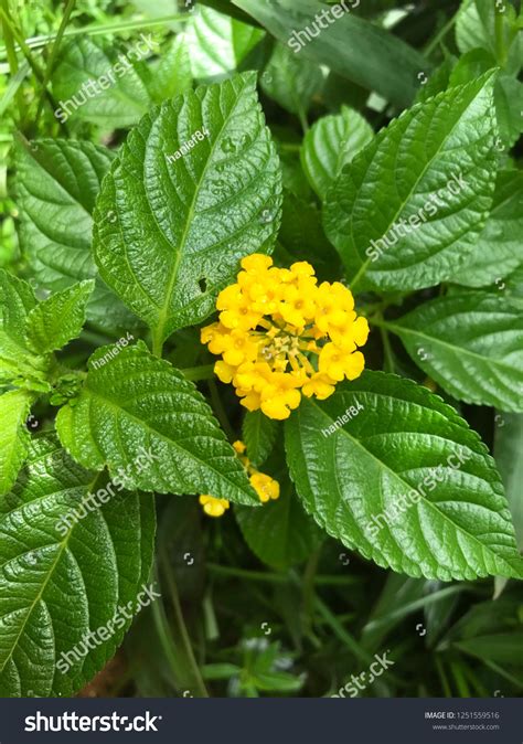 Yellow Lantana Flower Bunga Tahi Ayam Stock Photo 1251559516 | Shutterstock