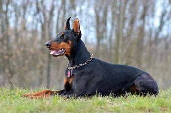 Doberman Temperament: What's a Doberman's Personality Like?