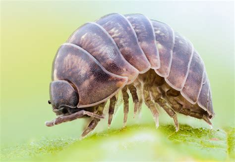 Pillbug Armadillidiidae Size 6 7 Mm Early Morning Stack O Flickr