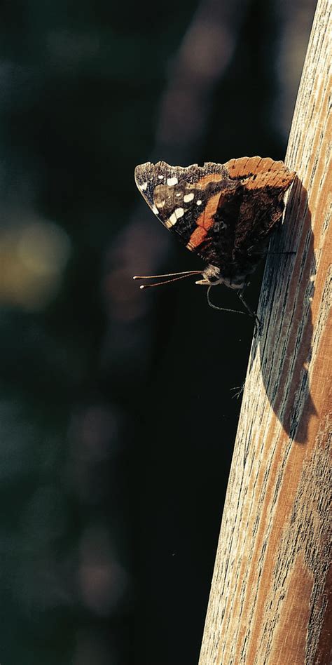 Red Admiral Tom Chapman Flickr