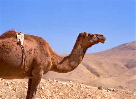 Camelo No Deserto De Sahara Imagem De Stock Imagem De F Rias Boca