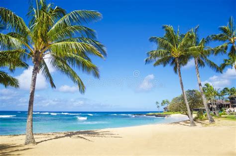 Palm Trees On The Sandy Beach In Hawaii Stock Photo Image Of Kauai