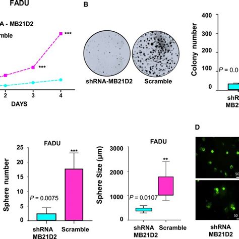 Mb21d2 Knockdown Reduced Cell Proliferation Colony Formation And Download Scientific Diagram