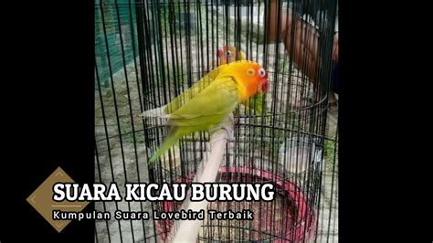 Ampuh Merangsang Lovebird Untuk Cepat Nyaut Bunyi Dan Cepat Ngekek