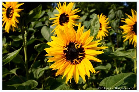 How To Care For Sunflowers Plants / How To Grow Giant Sunflower Plants ...