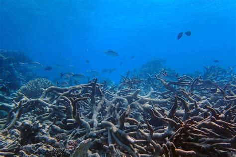 La Grande Barrière De Corail Se Meurt Encore Et Toujours