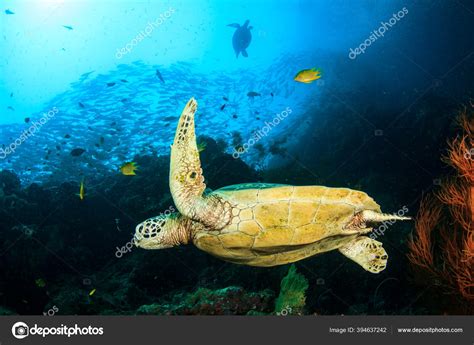 Giant Turtle Natural Ocean Habitat Stock Photo by ©richcarey 394637242