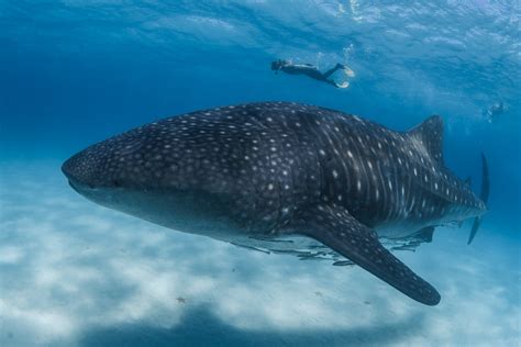 Guide to Whale sharks — Marine Megafauna Foundation