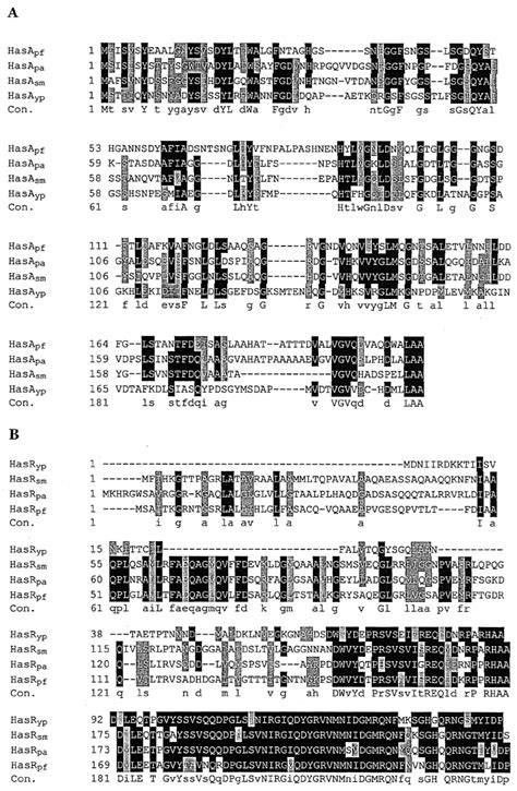 Clustal W Amino Acid Sequence Alignments Of HasA And The N Terminal