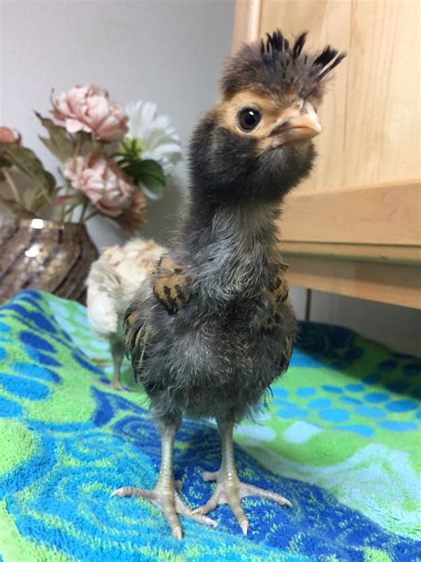 funny cute animal pfp 9