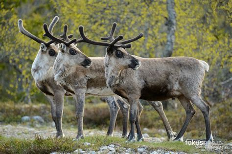 Rentier Raner Tarandus Naturbild Galerie Hirschartige