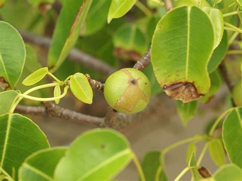 The Manchineel Tree: The Most Dangerous Tree on Earth? - Owlcation