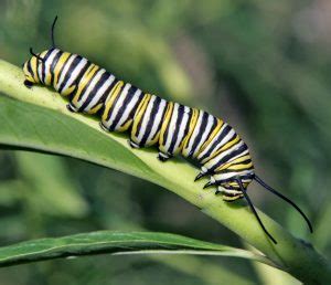 Common Milkweed Insects – Wisconsin Horticulture