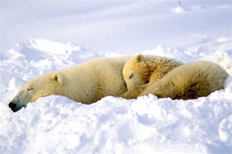 How Do Polar Bears Sleep Unveiling Arctic Slumber Secrets Ocean Action Hub