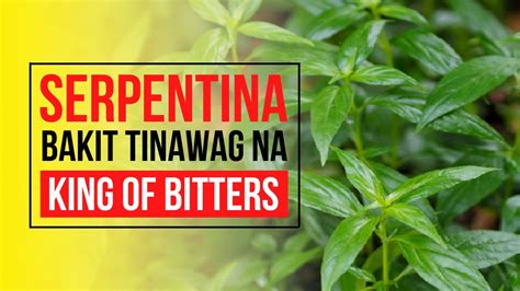 Health Benefits Of Serpentina Benepisyo Ng Serpentina Youtube