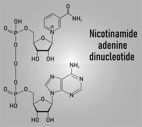 Nicotinamide Adenine Dinucleotide Or Nad Coenzyme Molecule Skeletal