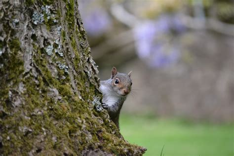 Red Squirrel — Mammal Society