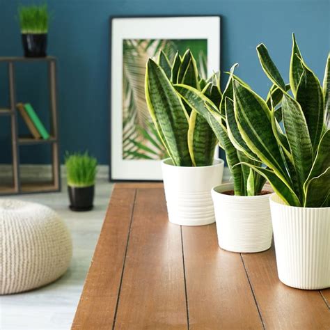 12 Air Purifying Plants Best Air Purifying Indoor Plants To Have