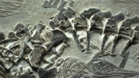 Fossils Reveal Oldest Known Vertebrate Live Birth | IFLScience