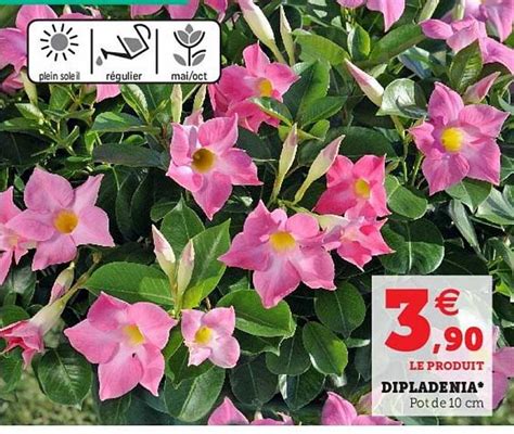 Promo Dipladenia Chez Super U Icatalogue Fr