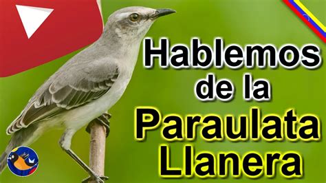 Paraulata Llanera Youtube