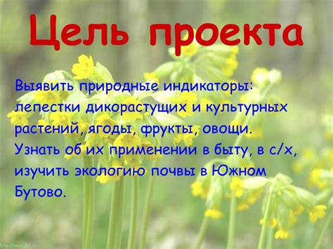 Проект на тему природные индикаторы - 96 фото