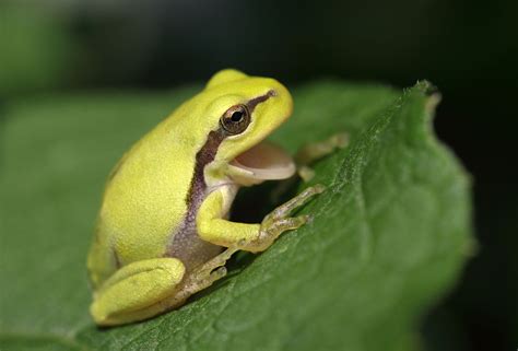 Looking for Pet Frog Names? Here are Some Cute and Funny Ones - Pet Ponder