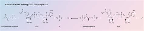 Glyceraldehyde 3 Phosphate