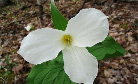 This Is My Ontario - Please Keep It Beautiful: Ontario's Official flower