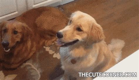 Cute Animals GIFs - Get the best GIF on GIPHY