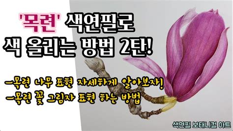 색연필 보태니컬 아트 기초목련 색연필 색 올리기 2탄목련 나무 표현 자세하게 알려드립니다색연필로 꽃 마무리 그림자 표현