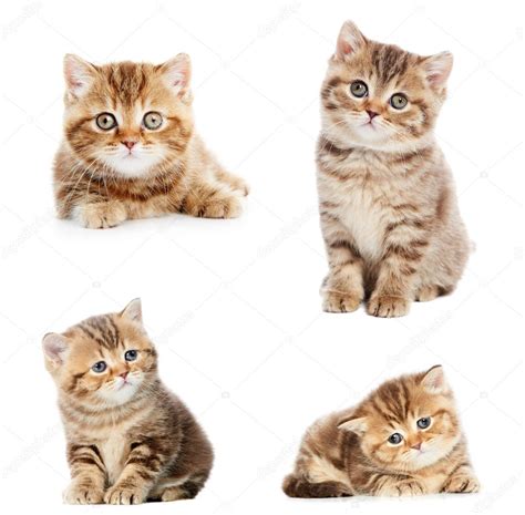 Set of British Shorthair kittens Stock Photo by ©kalinovsky 10190211