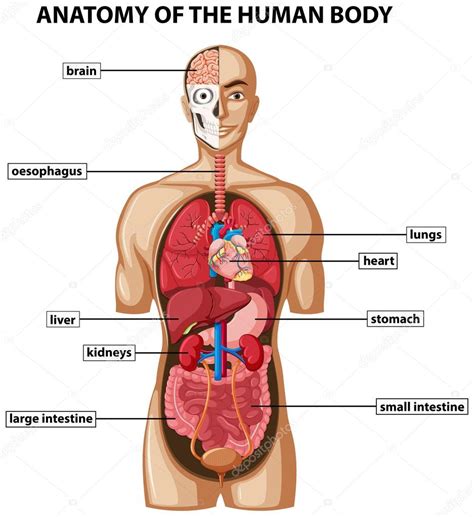 Schema Che Mostra L Anatomia Del Corpo Umano Con I Nomi Grafica