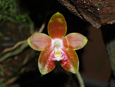 David S Orchid Species Phalaenopsis Venosa