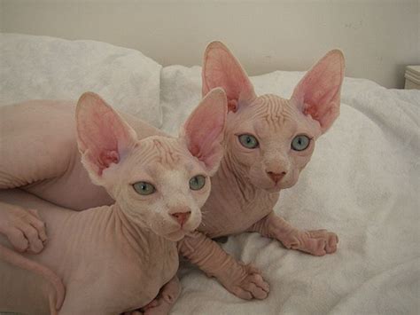 Naked Kittens 20 Pics