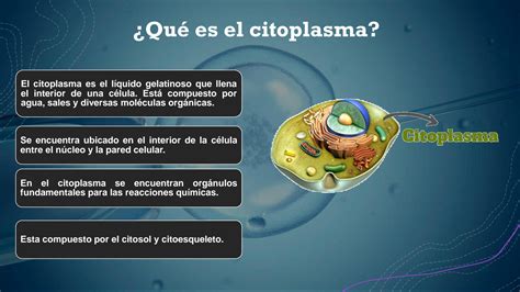 Solution Histologia Citoplasma Y Organelos Studypool