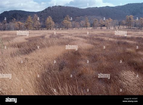 Trees in Grassland Stock Photo - Alamy