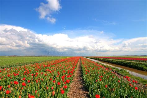 Typical Dutch Landscape In The Netherlands Stock Image Image Of