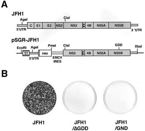 Structure Of The Subgenomic Hcv Rna Replicon Construct Using Genotype