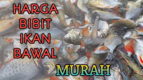 Cara Panen Ikan Yang Benar Harga Bibit Ikan Bawal Budidaya Ikan