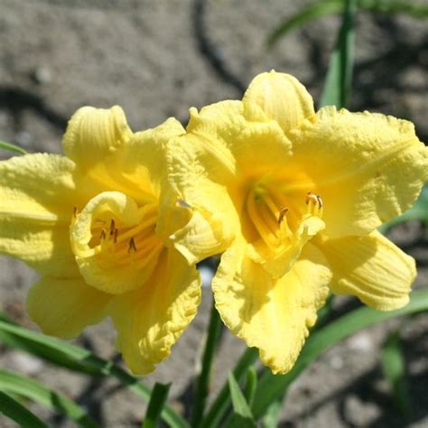 6x Daglelie Hemerocallis ‘happy Returns Pot 9x9cm Bol