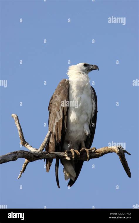 Close Up Of An White Bellied Sea Eagle Y Ellow Water Kakadu National