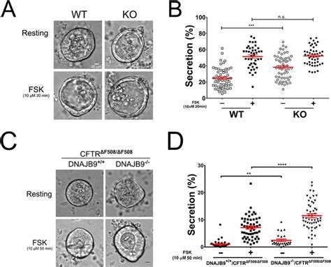 Genetic Deficiency Of DNAJB9 Increased CFTR Function In Mouse