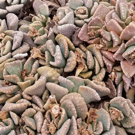 Titanopsis Calcarea Mesa Garden