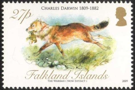 Falkland Islands - April 23, 2009 The Falkland Islands wolf, also known ...